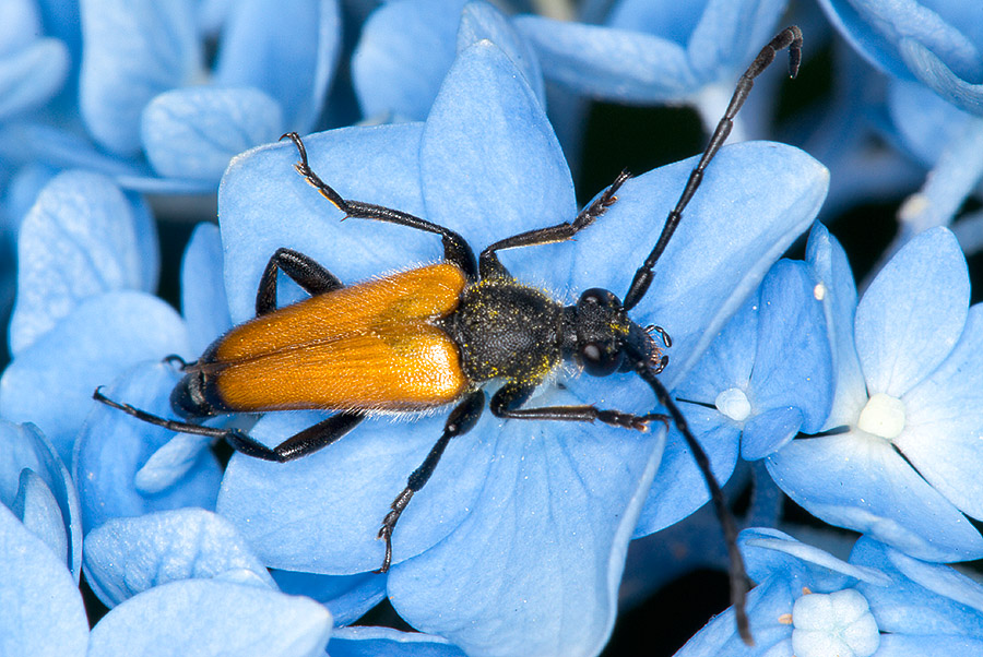 anastragalia sanguinolenta? No, Paracorymbia fulva